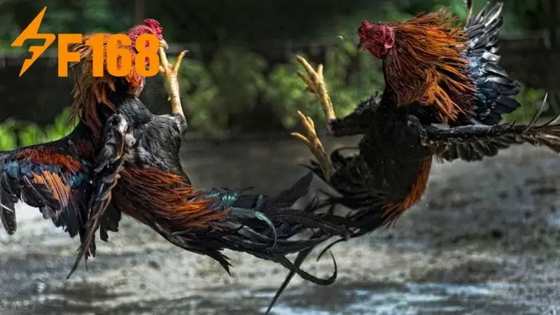 Hãy kiểm soát ngân sách khi cá cược